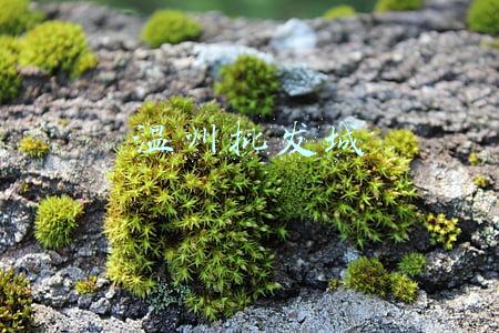 温州批发城