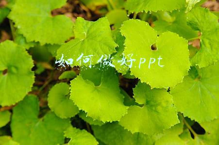 如何做好ppt