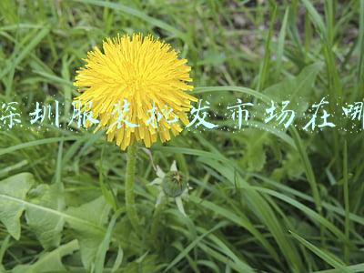 深圳南山服装批发市场(深圳南油服装批发市场你去过吗？)