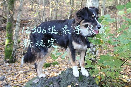 12306退票手续费新规定