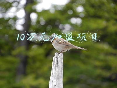 10万元加盟项目