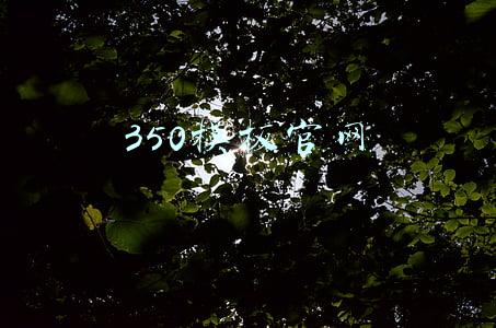 350模板官网