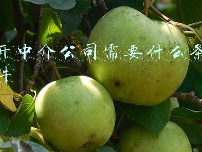 开中介公司需要什么(中介开店要什么条件)