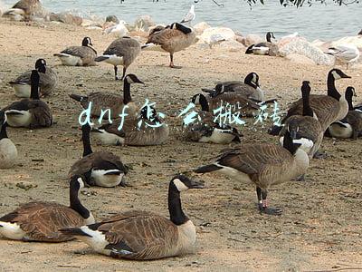 dnf怎么搬砖