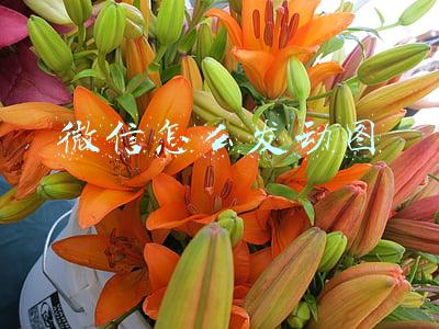 微信怎么发动图