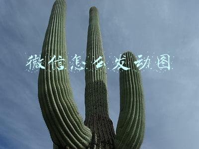 微信怎么发动图到朋友圈(微信怎样发送gif动态图片)