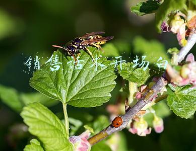 销售话术开场白