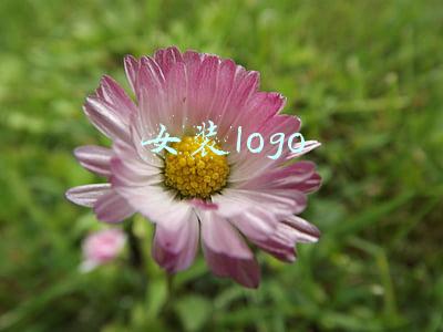 女装logo