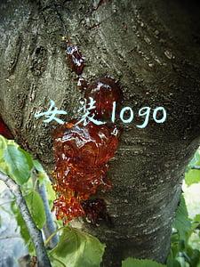 女装logo