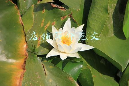 店铺简介范文