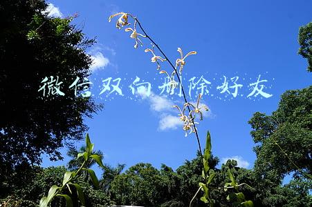 微信双向删除好友