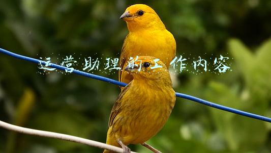 运营助理的工作内容