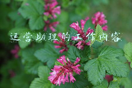 运营助理的工作内容