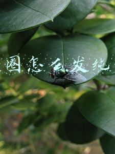 朋友圈怎么发纯文字