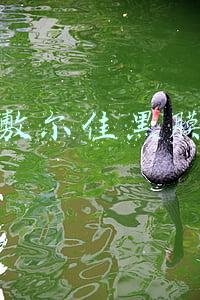 敷尔佳黑膜可以天天用吗(交作业啦 敷尔佳黑膜成分我给你们扒出来了)