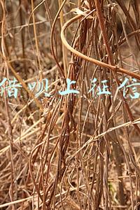 借呗上征信
