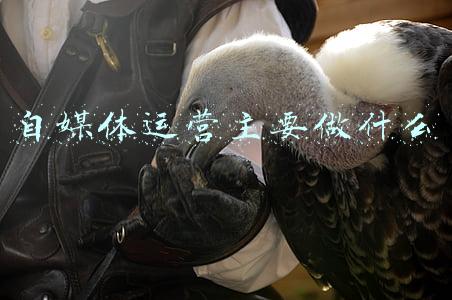 自媒体运营主要做什么