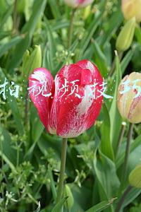 拍视频技巧