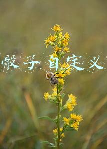 微信骰子自定义点数