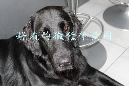 好看的微信背景图