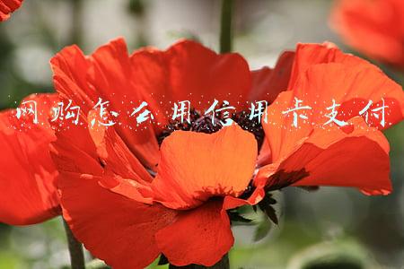 网购怎么用信用卡支付