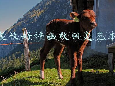 餐饮好评幽默回复范本
