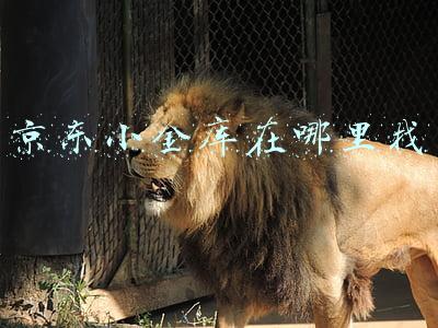 京东小金库在哪里找