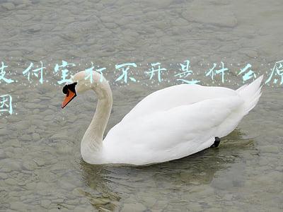 支付宝打不开是什么原因