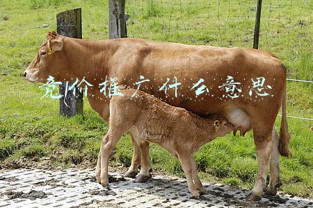 竞价推广什么意思