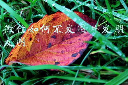 微信如何不发图片发朋友圈