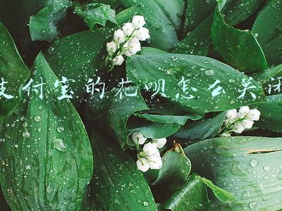 支付宝的花呗怎么关闭