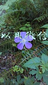 花呗可以用微信还款吗