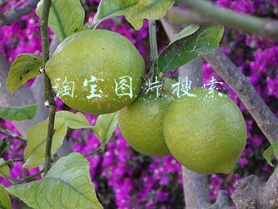 淘宝图片搜索