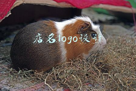 店名logo设计