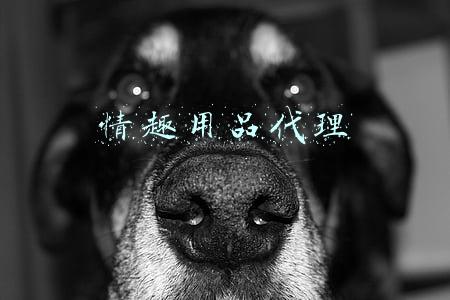 情趣用品代理