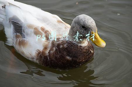 ps图片素材