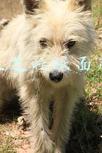 兰芝睡眠面膜