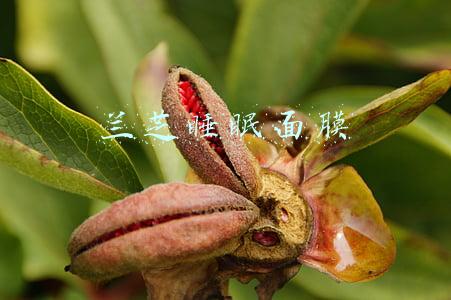 兰芝睡眠面膜