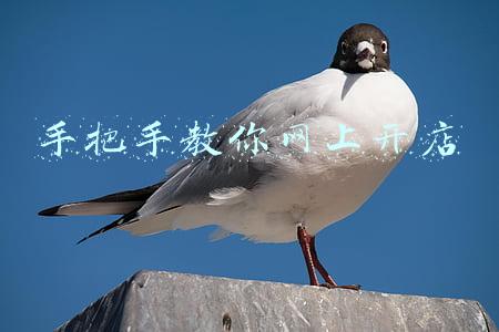 手把手教你网上开店