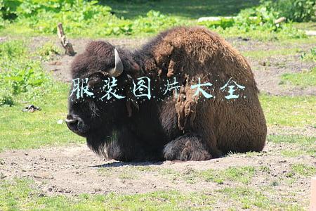 服装图片大全