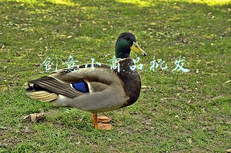 创意小商品批发