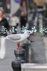 创意小商品批发