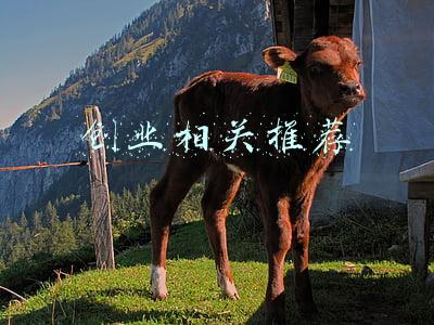 创业相关推荐