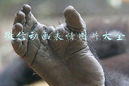 微信动画表情图片大全