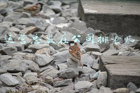 运营总监在公司排老几
