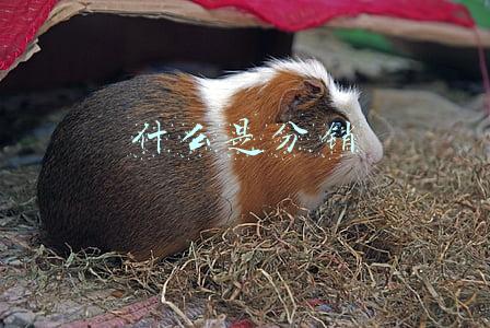 什么是分销