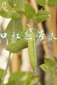 口红色号表