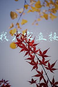 怎么找厂家直接代理