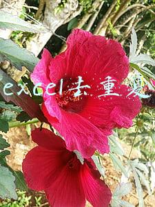 excel去重复