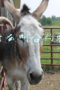 什么叫合约机